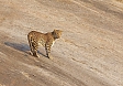 Leopards can be seen with some ease in Rajasthan (© Justin Peter)