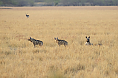 The Striped Hyena tends to be secretive but is sometimes quite visible (© Justin Peter)