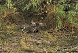 We may be fortunate to see Desert Fox kits! (© Justin Peter)
