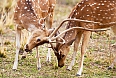Chital is the most abundant deer species in India and an important prey for large cats.