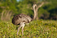 Greater Rhea