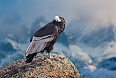 Andean Condor