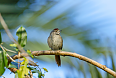 Sooty-fronted Spinetail