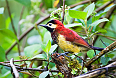 Crimson-mantled Woodpecker