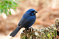 Ultramarine Grosbeak