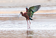 White-faced Ibis