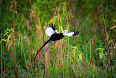  Pheasant-tailed Jacana