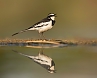Mekong Wagtail