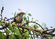 Asian Koel