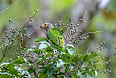 Lineated Barbet