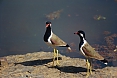 Red-wattled Lapwing