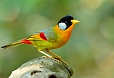 Silver-eared Mesia