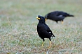 Great Myna