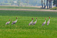 Sarus cranes