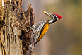 Male Greater Flameback