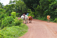 Rural scene in Kratie