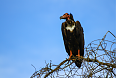 Red-headed Vulture
