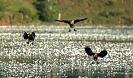 Lesser Whistling Ducks