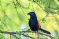 Greater Coucal