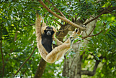 Pileated Gibbon