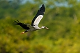 Asian Openbill
