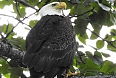 Bald Eagle (Photo by: Pete Read)