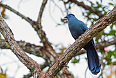 Blue Coua