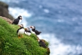 Atlantic Puffins