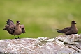 Arctic Skuas