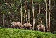 Asian Elephants at Periyar Tiger Reserve