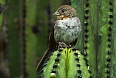 White-throated Towhee (photo credit: Francesco Veronesi)