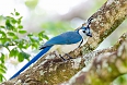 White-throated Magpie-Jay