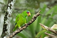 White-fronted Amazon