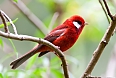 Red Warbler