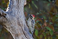 Ladder-backed Woodpecker