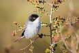 Sardinian Warbler