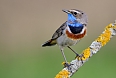 Bluethroat