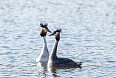 Great Crested Grebes