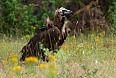 Eurasian Black Vulture
