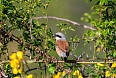 Male Red-backed Shrike