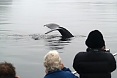 Humpback Whale 