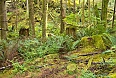 Rainforest grove
