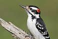 Hairy Woodpecker