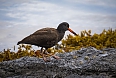 Black Oystercatcher