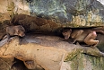 Two juvenile Hamadryas baboons playing and hiding