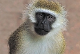 Vervet Monkey photo by Tony Beck