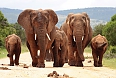 Herd of African Elephants with baby calves