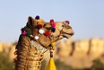A colourfully decorated camel