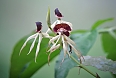 The Black Orchid is Belize's national flower. We'll see many different orchids! (photo: Jean Iron)