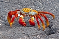 We find the Sally Lightfoot Crab on most rocky shores (photo: Jean Iron)